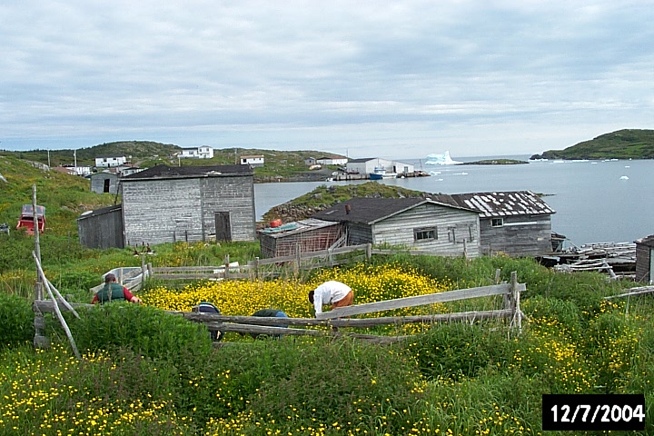 A buttercup-filled garden which yielded plenty of French clay tobacco pipes and other artifacts.